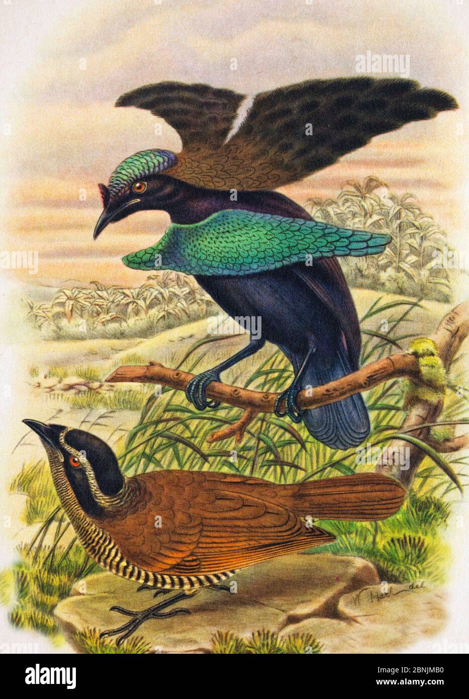 Illustration of Superb bird of paradise (Lophorina superba) displaying to female, this display is factually wrong as the display was not witnessed unt Stock Photo