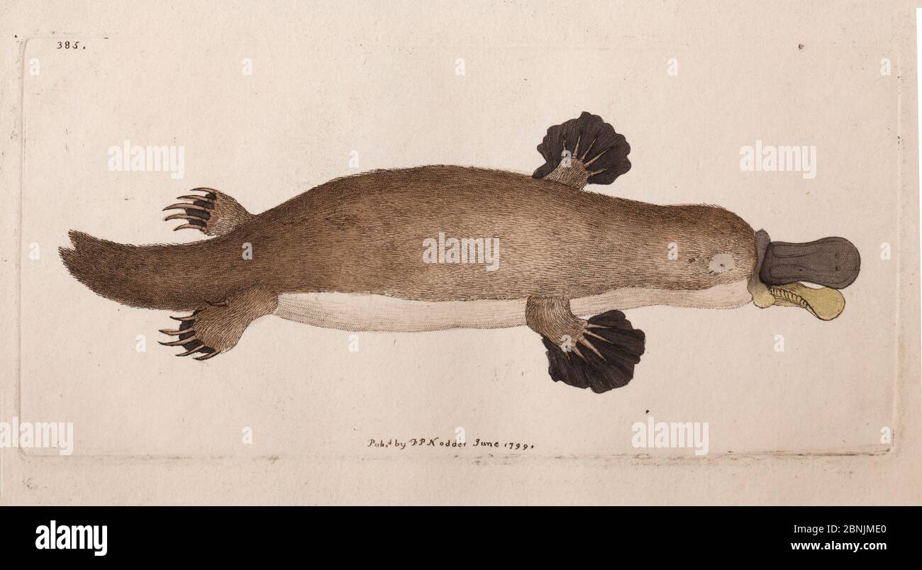 Illustration plate of Duck billed platypus (Ornithorhynchus anatinus), by Frederick Nodder from George Shaw, 'The Naturalist's Miscellany' vol. 10. 17 Stock Photo