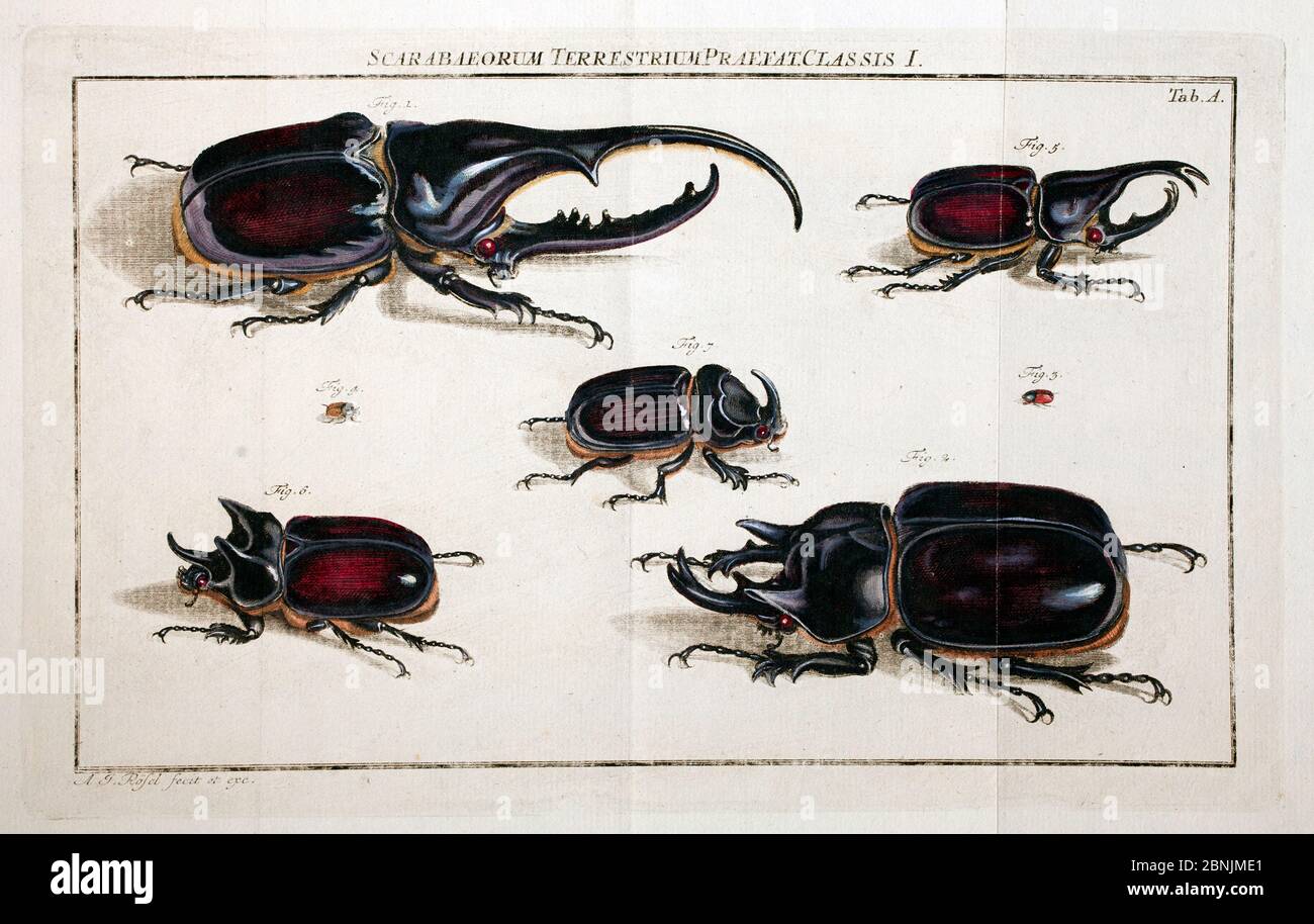 Illustration of various large rhinoceros beetles (Dynastinae) by August Johann Rosel von Rosenhof, from his works published in 'Insecten' 1762 Stock Photo