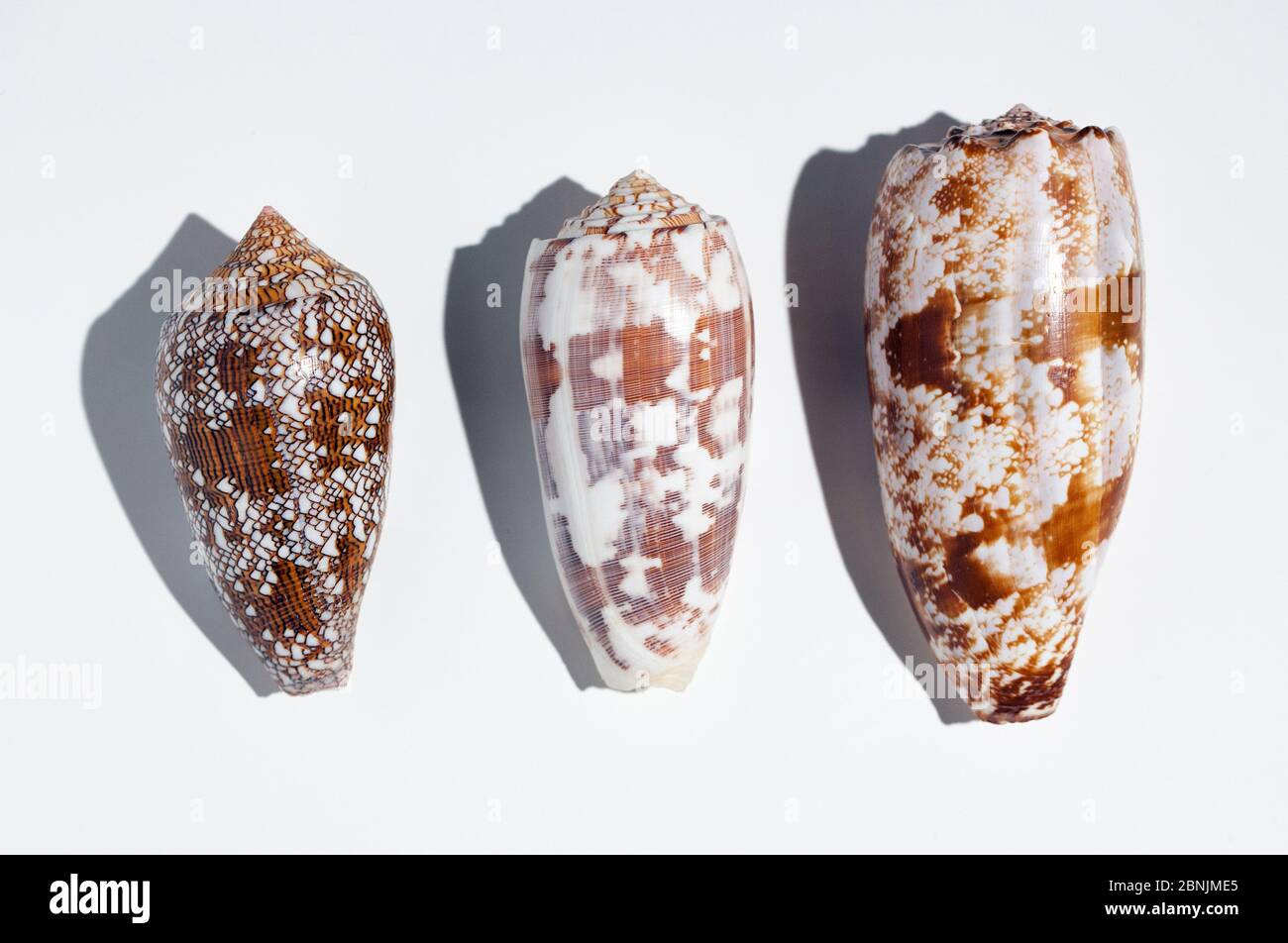 Three shells of different species of large predatory cone shells which are highly venomous but potentially have powerful painkillling  properties; fro Stock Photo