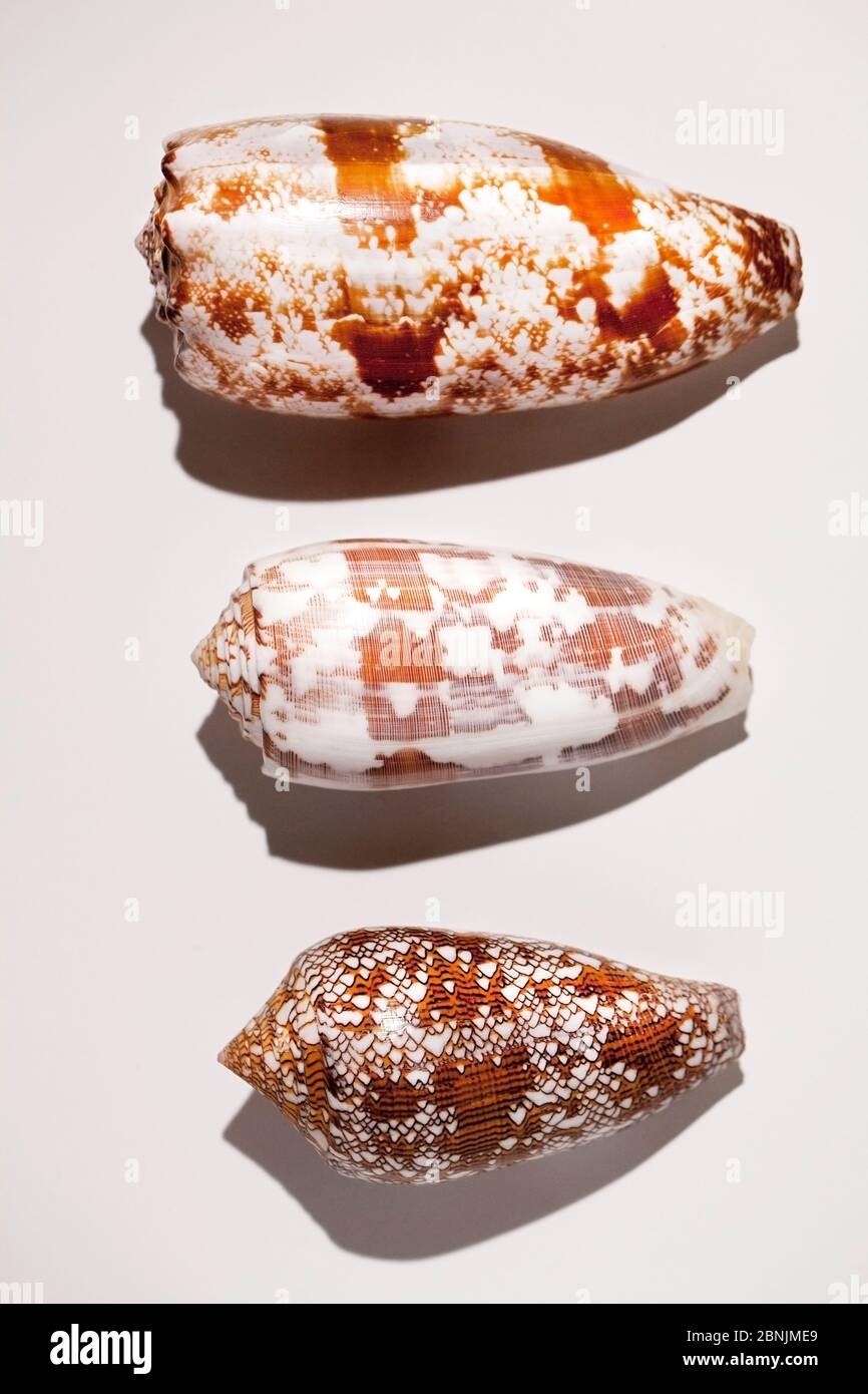 Three shells of different species of large predatory cone shells which are highly venomous but potentially have powerful painkillling  properties; fro Stock Photo