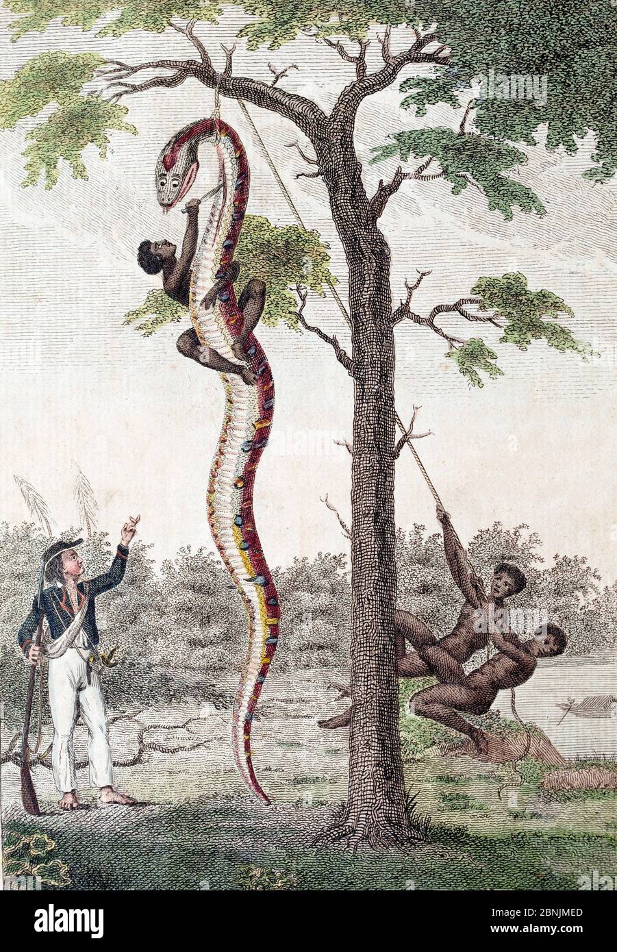Illustration 'Skinning of the Aboma Snake', J. G. Stedman, Narrative (1796), the plate designed by Stedman and originally engraved by Blake shows slav Stock Photo