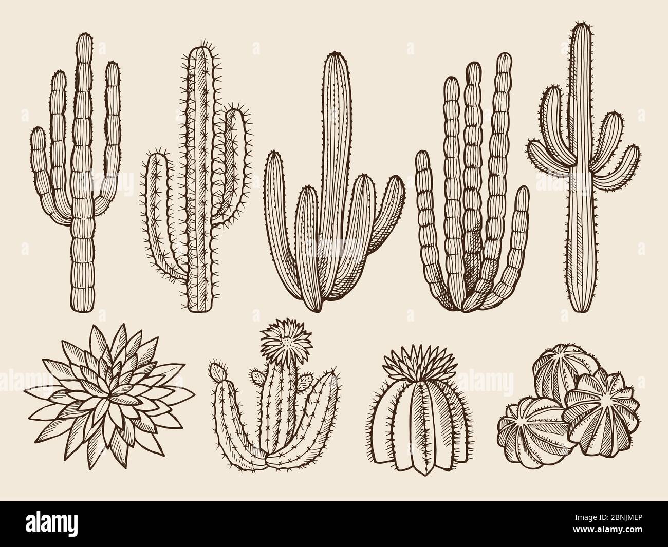 Sketch hand drawn illustrations of cactuses and various wild plants Stock Vector
