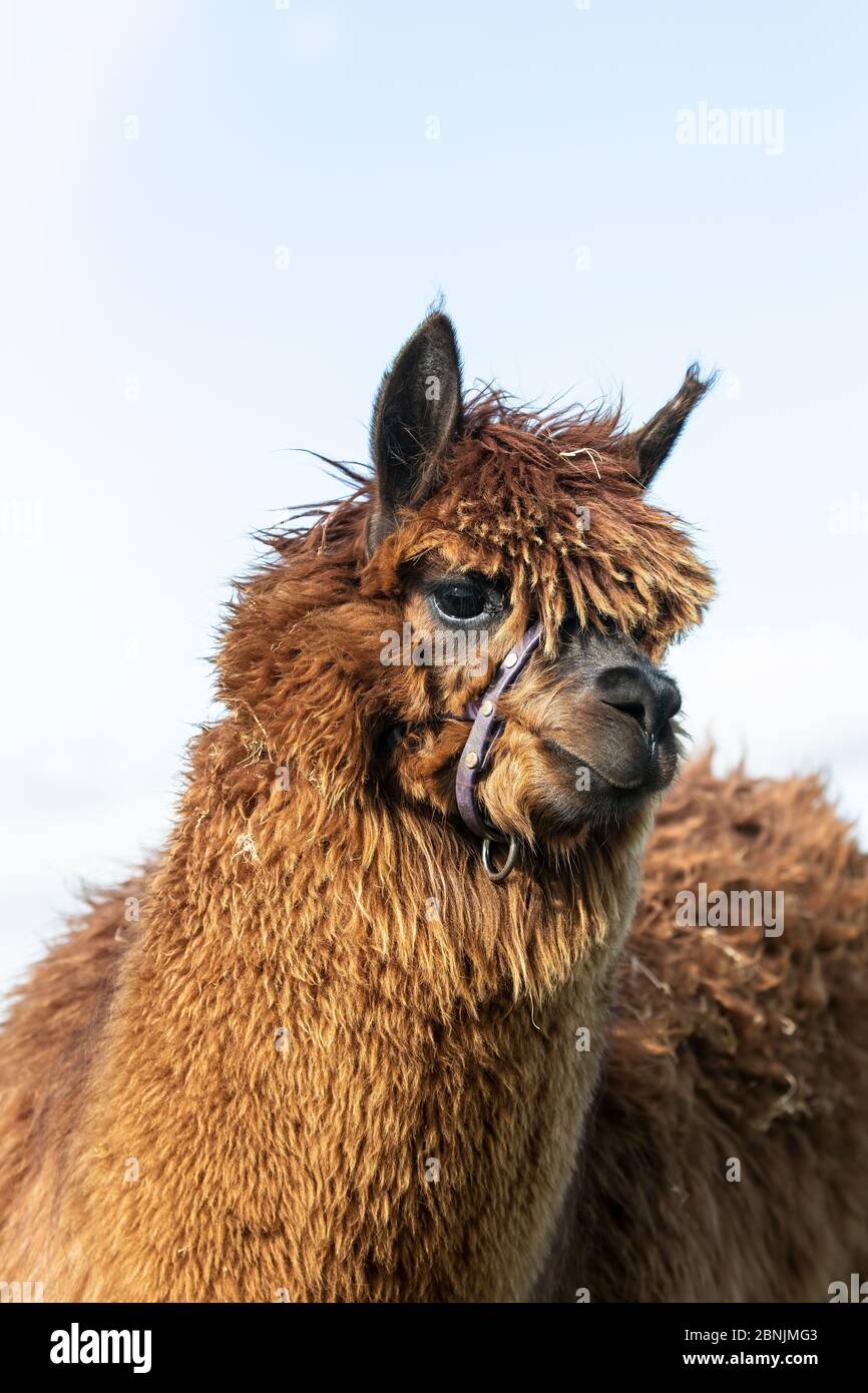 Close up head shot of a brown fleeced Alpaca Vicugna pacos on an upland hill farm in Huddersfield, West Yorkshire. Stock Photo