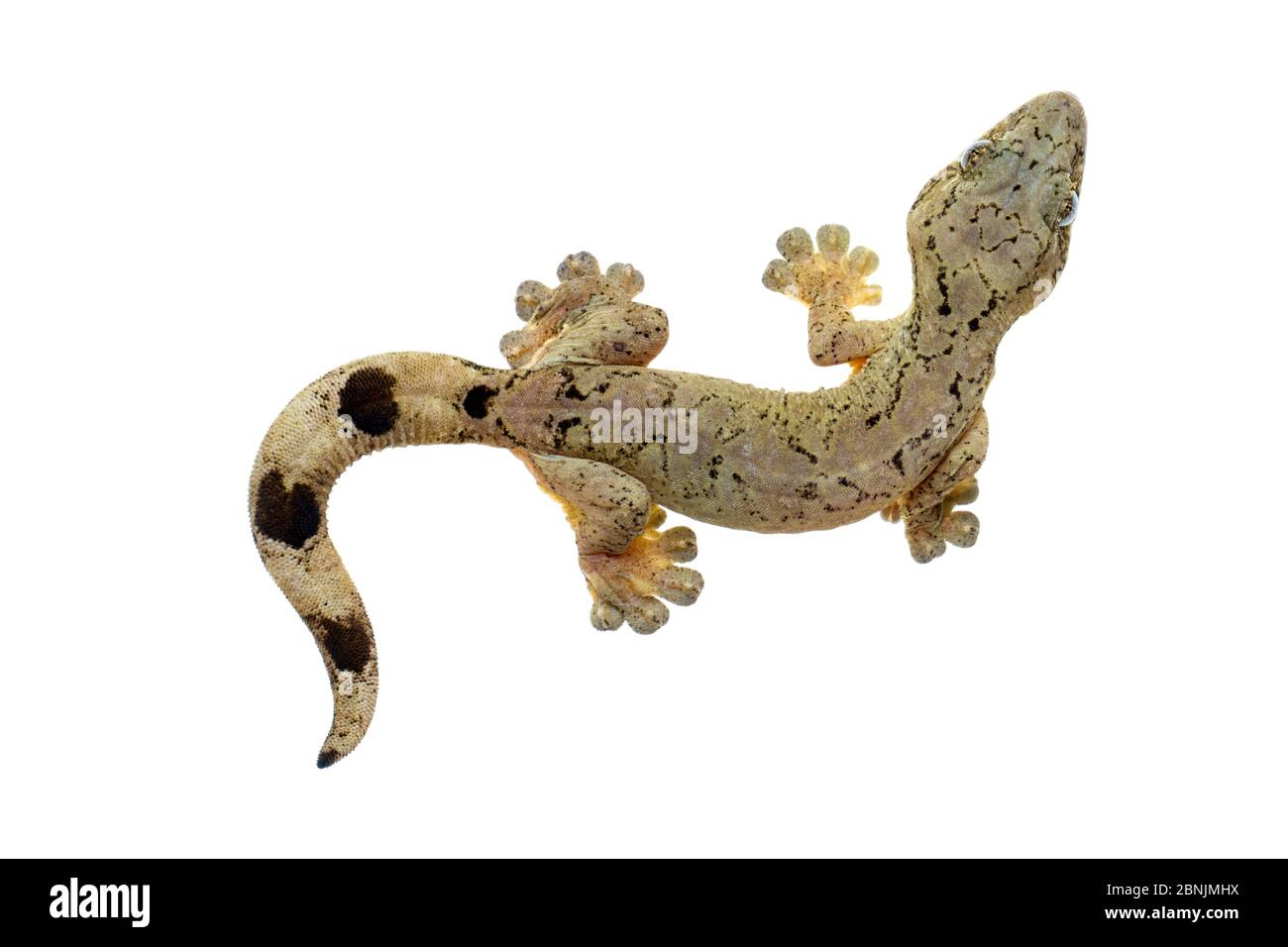 Platydactylus High Resolution Stock Photography and Images - Alamy