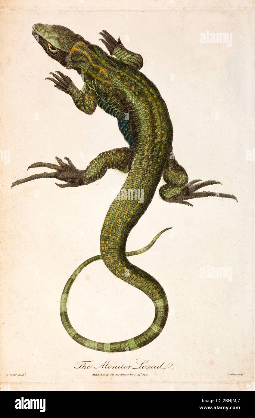 Illustration of Monitor lizard (Lacerta monitor)  now known as the Nile monitor (Varanus niloticus) from J. Frid Gmelin and Carl Linnaeus (posthumous) Stock Photo