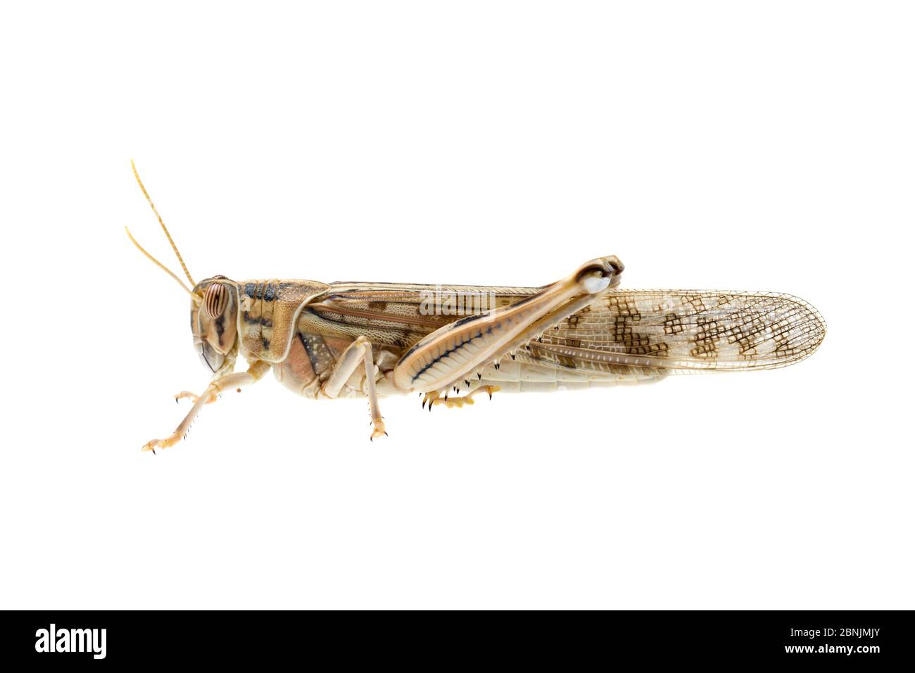 Desert locust (Schistocerca gregaria) adult in solitary phase. Western Negev Desert, Israel. Meetyourneighbours.net project Stock Photo