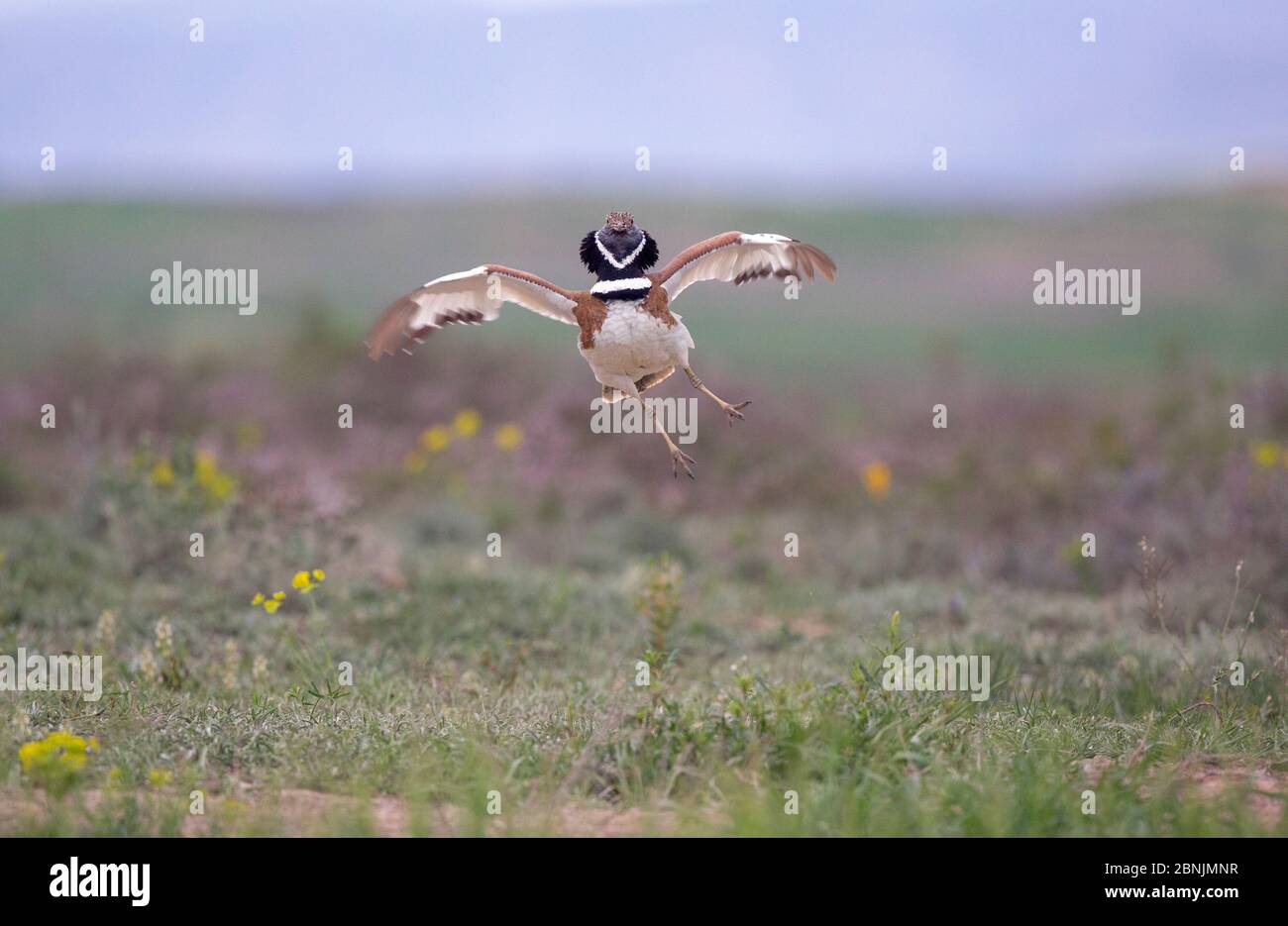 Little bustard (Tetrax tetrax) male displaying and jumping at spring lek, Catalonia, Spain April Stock Photo