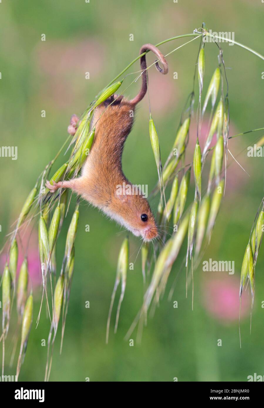 Harvest mouse (Micromys minutus) UK, captive Stock Photo