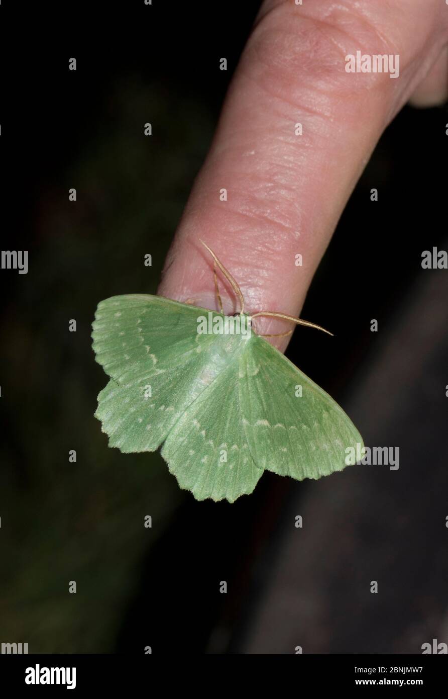 Large emerald moth (Geometra papilionaria) on human finger to show size, Wiltshire, UK August Stock Photo