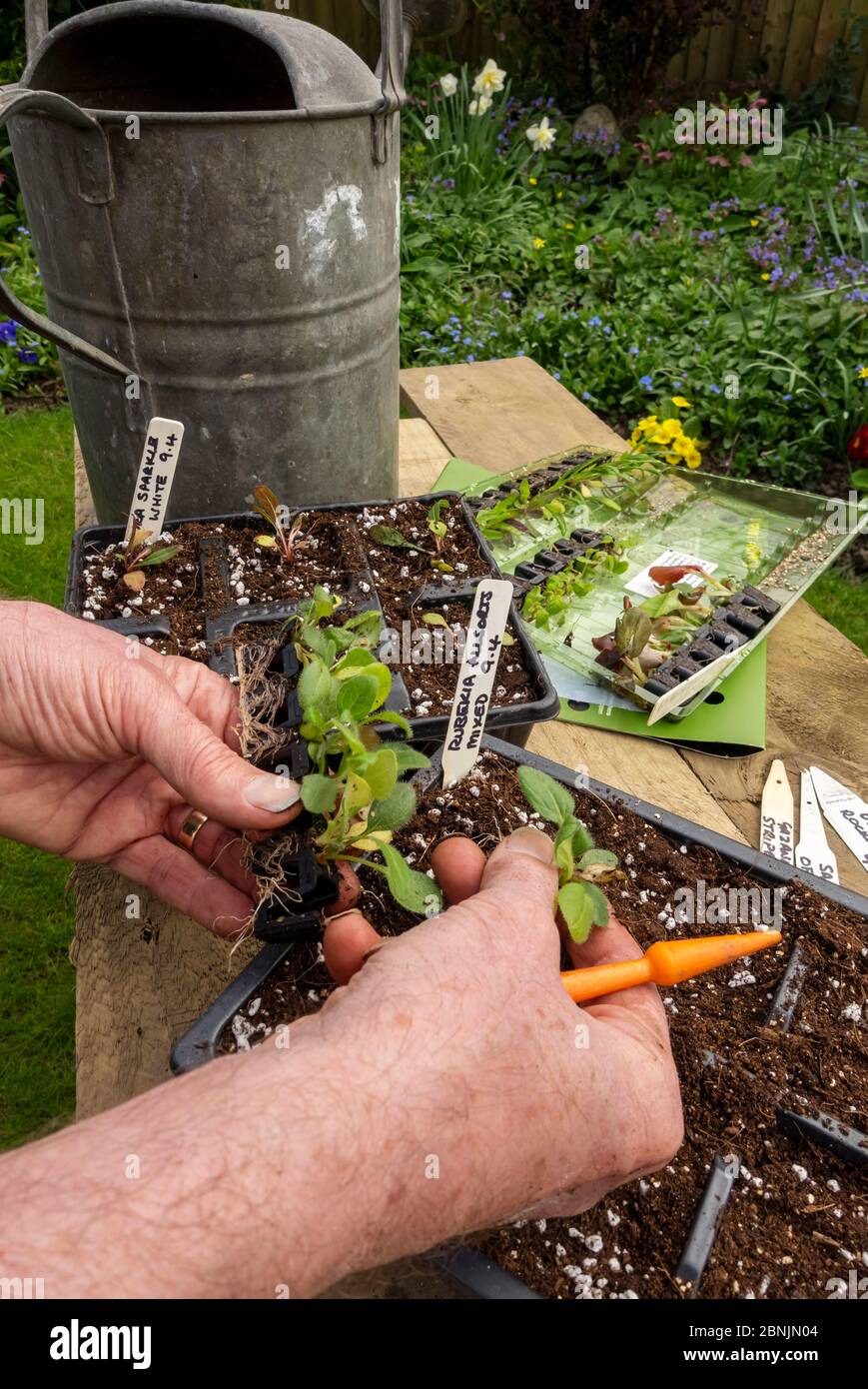 Close up of man gardener planting potting up rudbeckia plug plants in plant pots plastic modules modular tray in spring England UK GB Great Britain Stock Photo