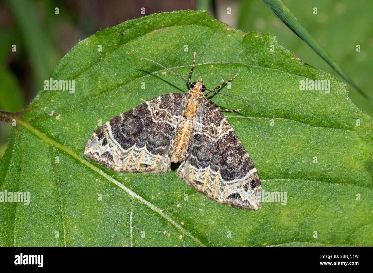 Small phoenix moth (Ecliptopera silaceata) Wiltshire, UK August Stock Photo