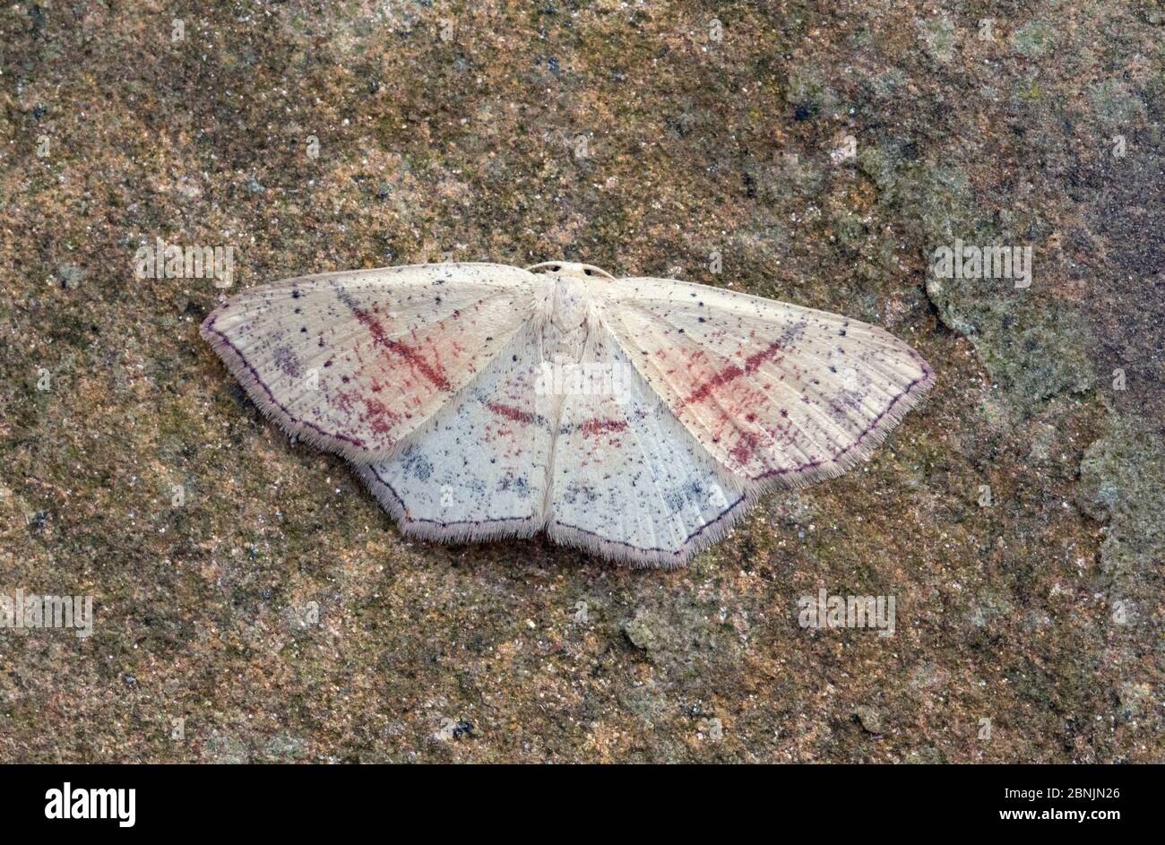 Maiden's blush moth (Cyclophora porata) Wiltshire, UK August Stock Photo
