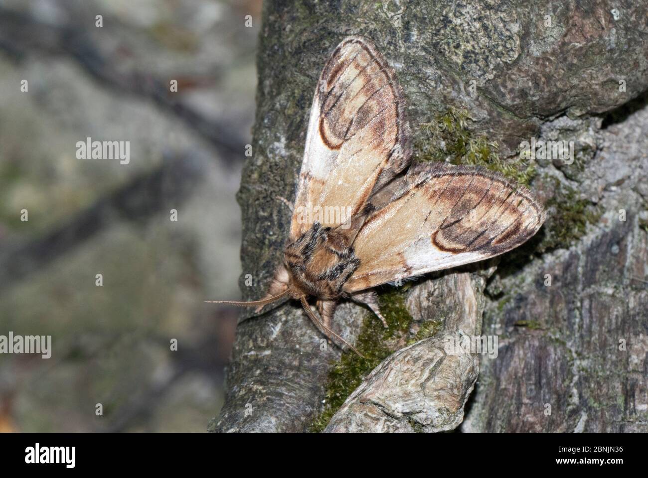 Pebble prominent moth (Notodonta ziczac) Wiltshire, UK May Stock Photo