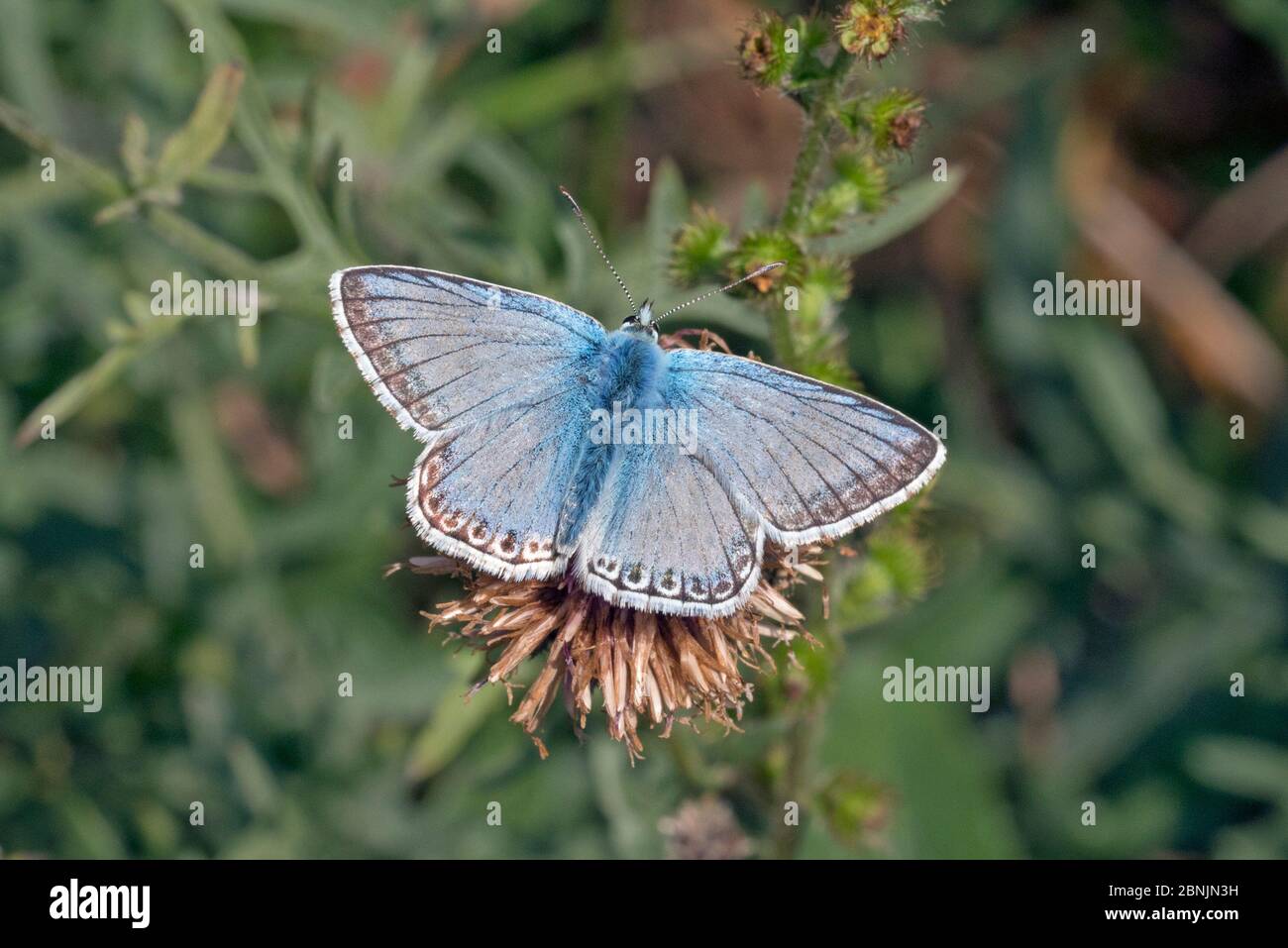 Chalkhill blue butterfly (Lysandra coridon) male, Wiltshire, UK August Stock Photo