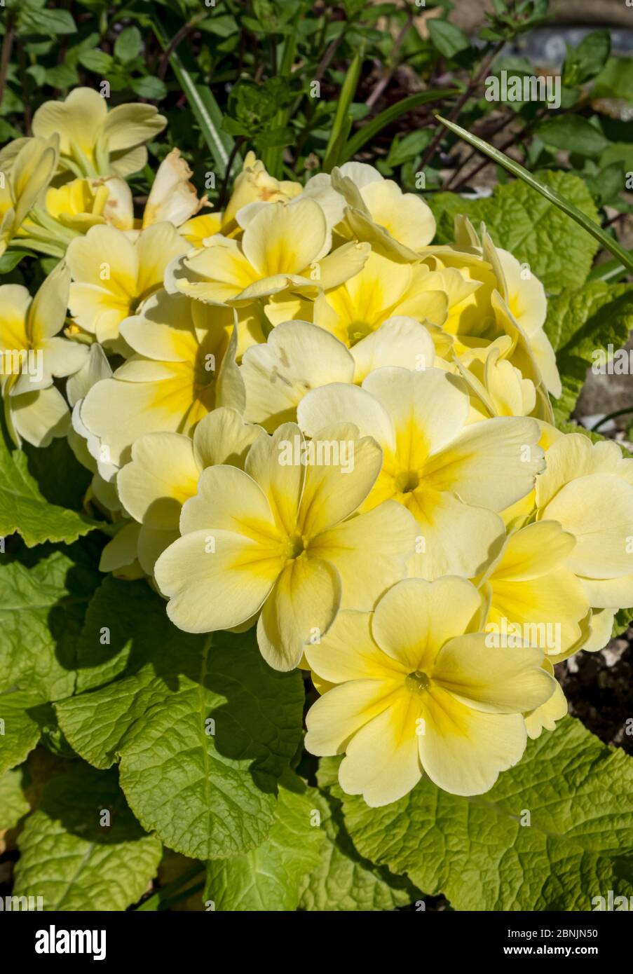 Close up of yellow primrose polyanthus primula flowers primulas flower flowering in a spring garden England UK United Kingdom GB Great Britain Stock Photo