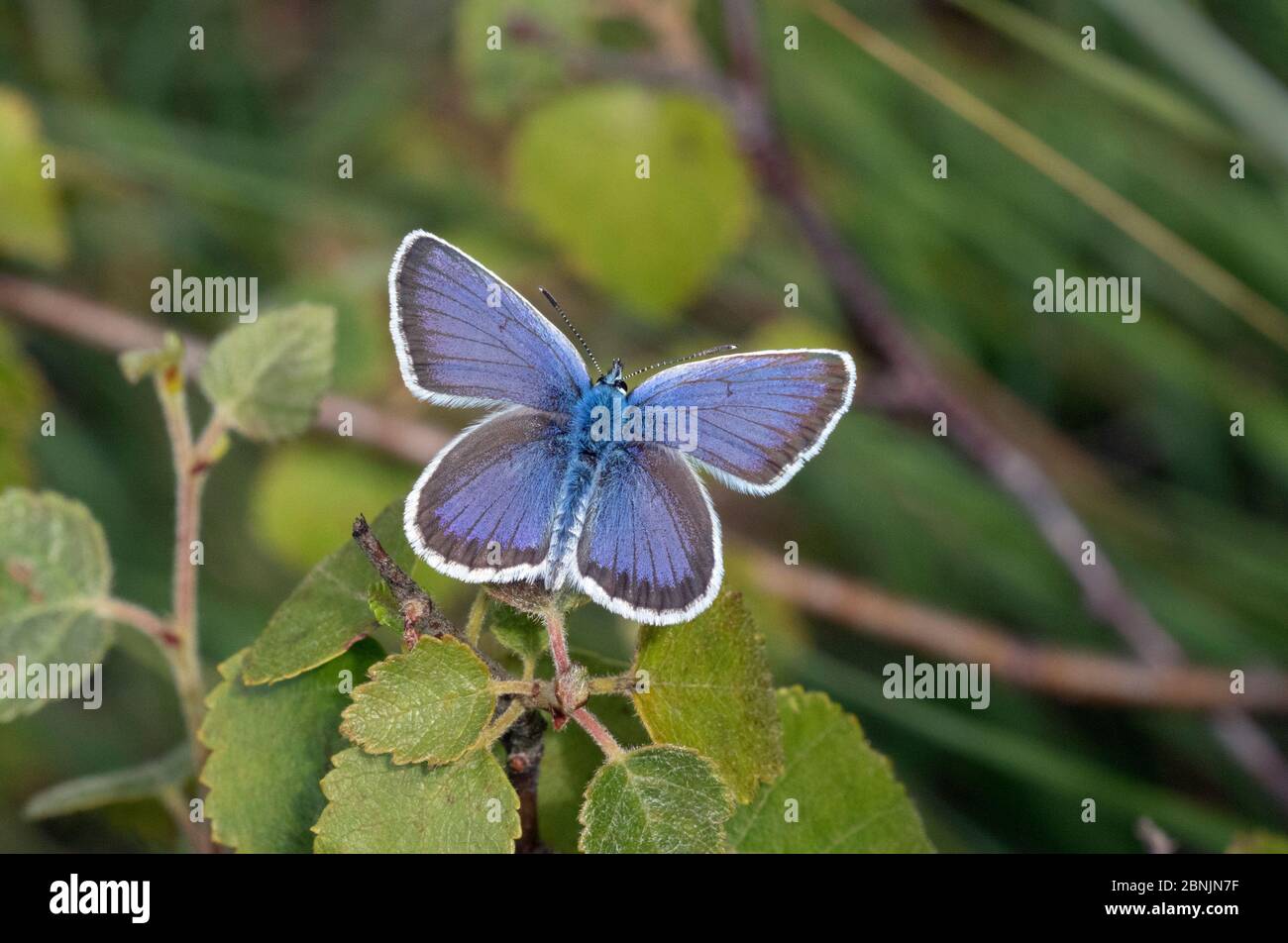 Silver-studded blue butterfly (Plebeius argus) male portrait, Wiltshire, UK June Stock Photo
