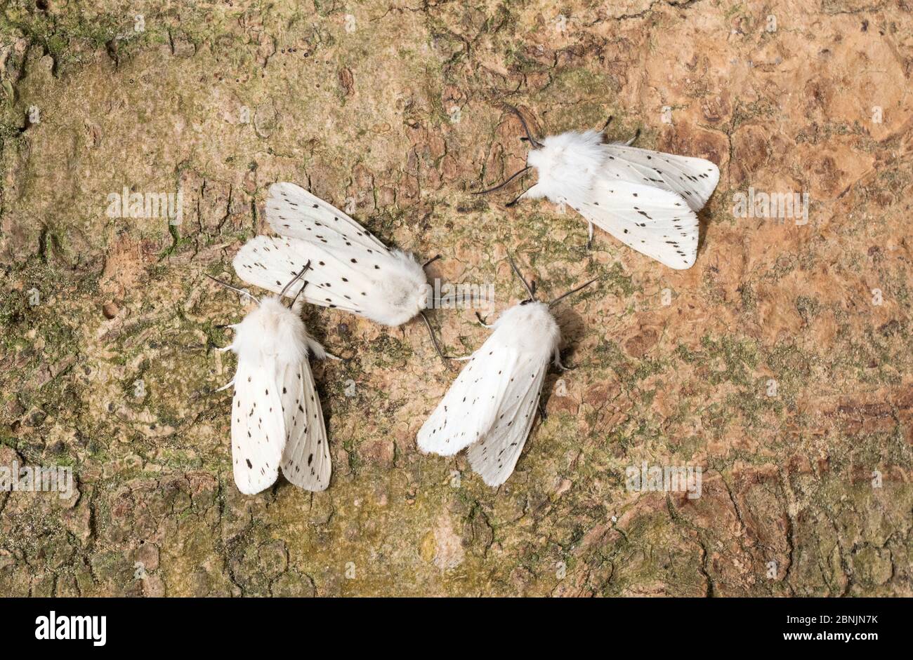 White ermin moths (Spilosoma lubricipeda) Wiltshire, UK June Stock Photo