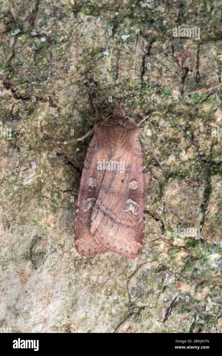 Square-spot rustic moth (Xestia xanthographa) Wiltshire, UK June Stock Photo