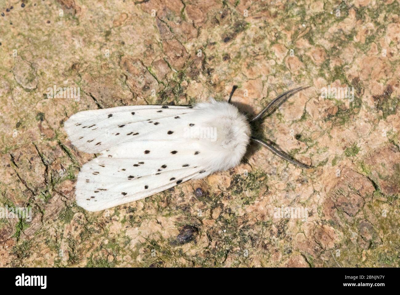 White ermin moth (Spilosoma lubricipeda) Wiltshire, UK June Stock Photo