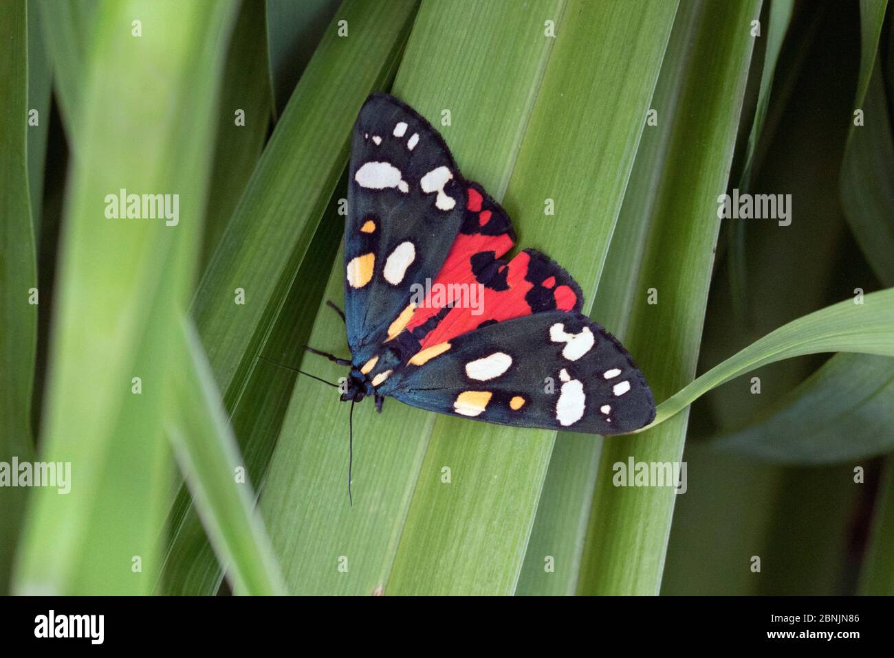 Scarlet tiger moth (Callimorpha dominula) Wiltshire, UK June Stock Photo