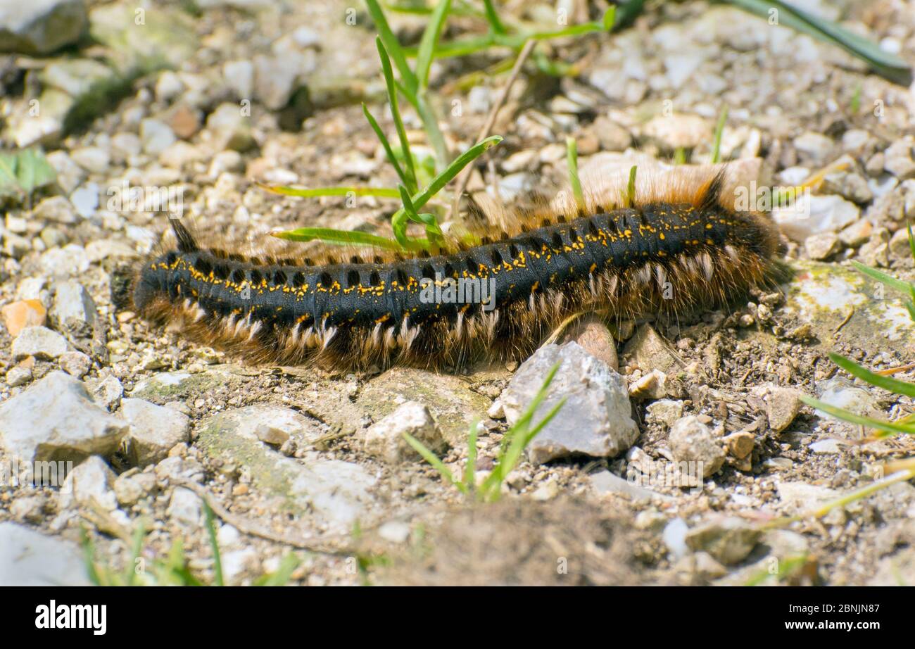 Drinker caterpillar (Euthrix potatoria) Hampshire, UK June Stock Photo