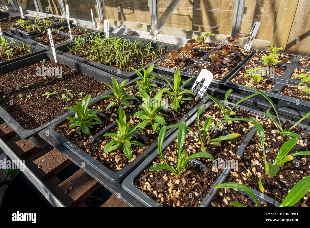 Young dianthus gazania plants in plastic plant modules pots and trays of seedlings growing in the greenhouse in spring England UK United Kingdom GB Stock Photo