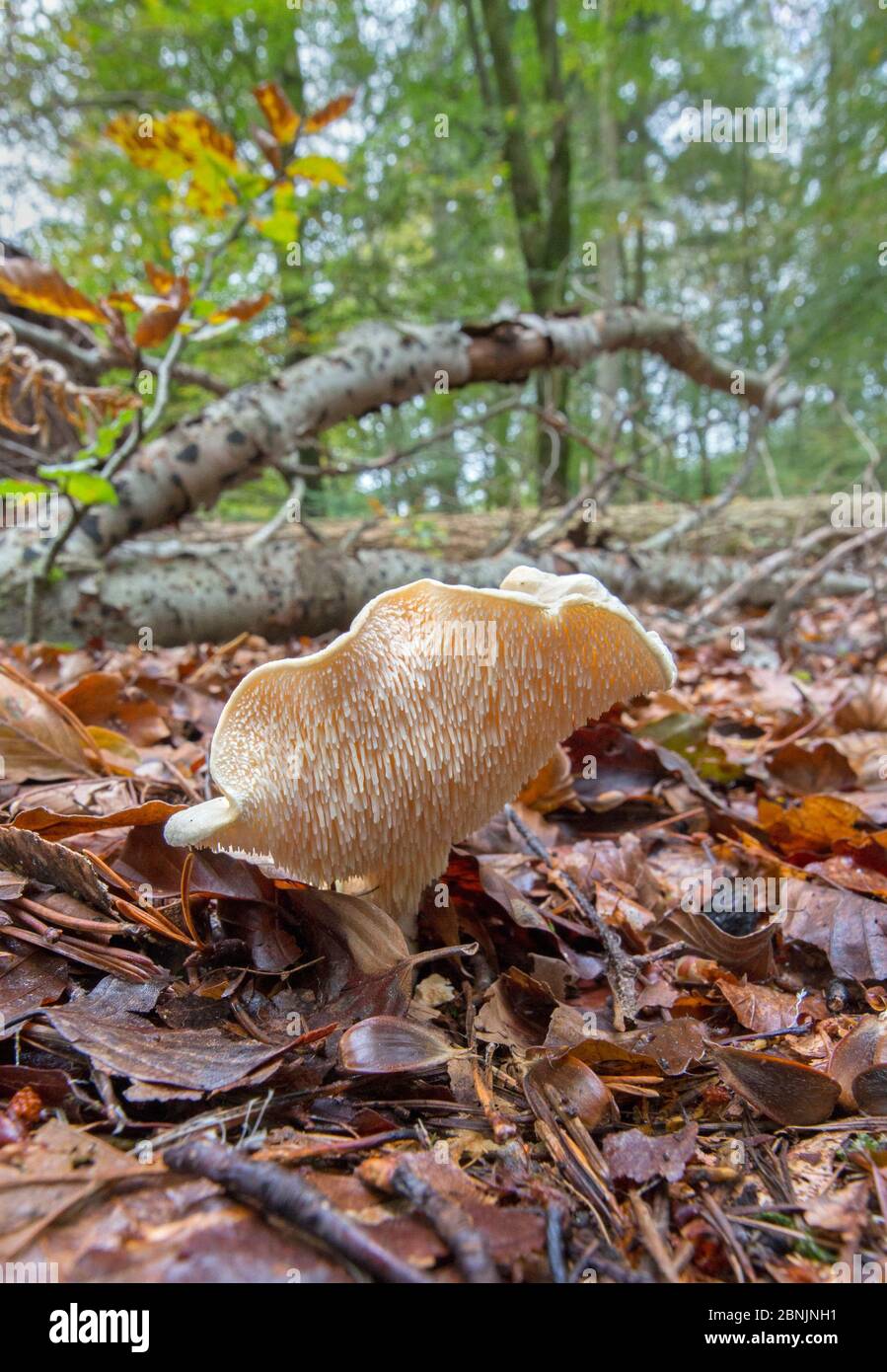 Hedgehog fungus (Hydnum repandum) Hampshire, UK October Stock Photo