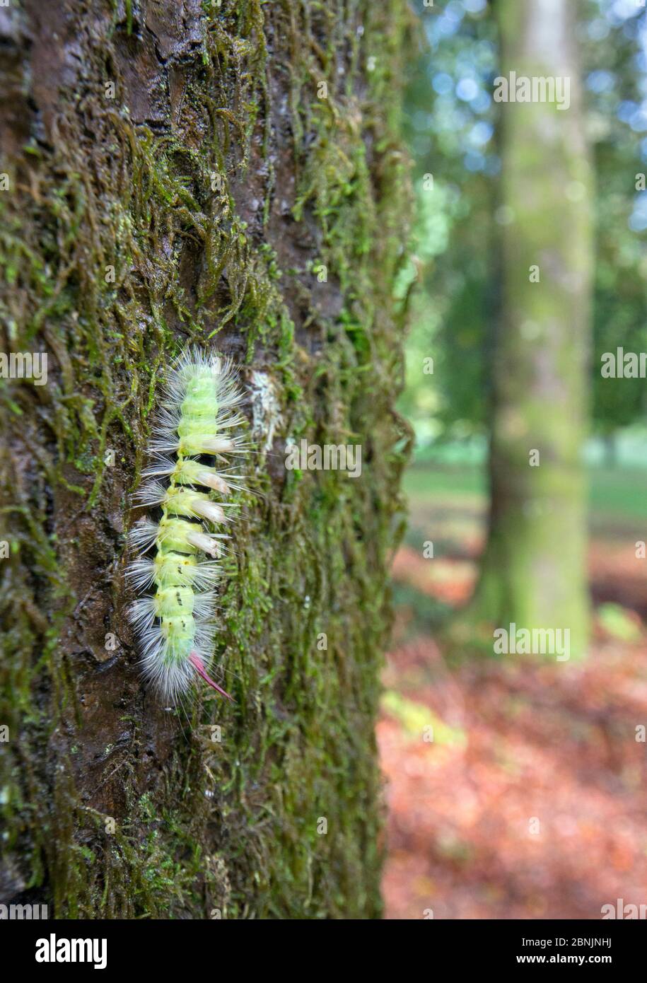 Pale tussock caterpillar (Dasychira pudibunda) on tree trunk, Wiltshire, UK October Stock Photo
