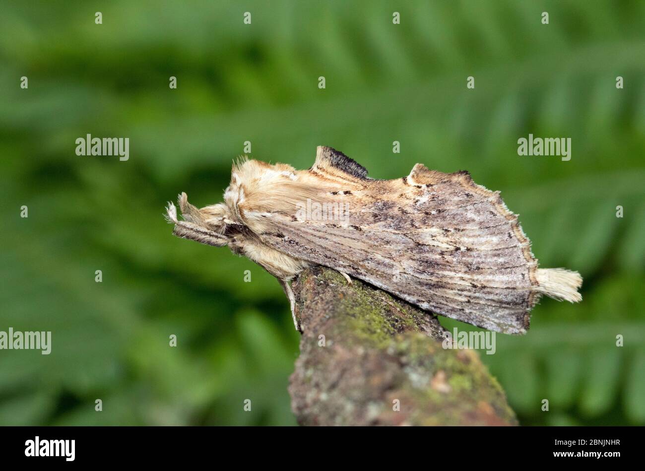 Pale priminent moth (Pterostoma palpina) Wiltshire, UK June Stock Photo