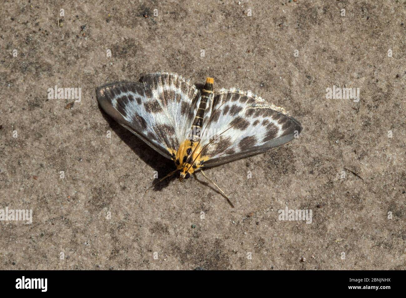 Small magpie moth (Eurrhypara hortulata) Wiltshire, UK June Stock Photo
