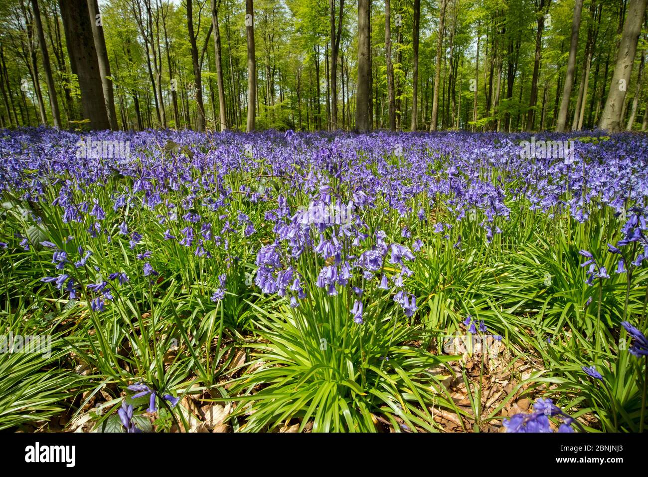 Bluebells (Hyacinthoides non-scripta) West Woods, near Marlborough, Wiltshire, UK May Stock Photo