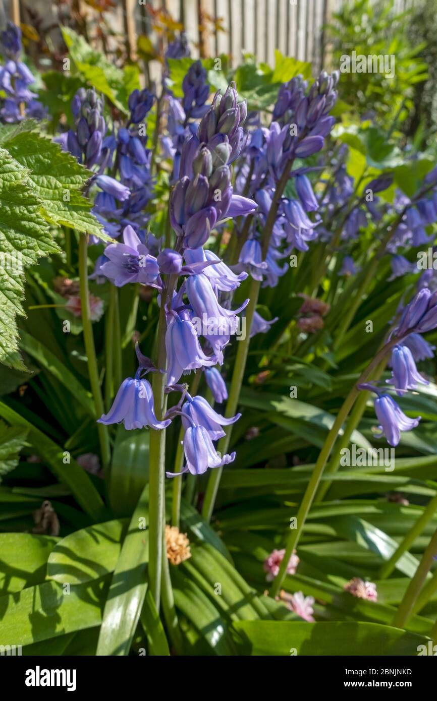 Close up of cultivated bluebell bluebells blue flower flowering flowers in spring England UK United Kingdom GB Great Britain Stock Photo