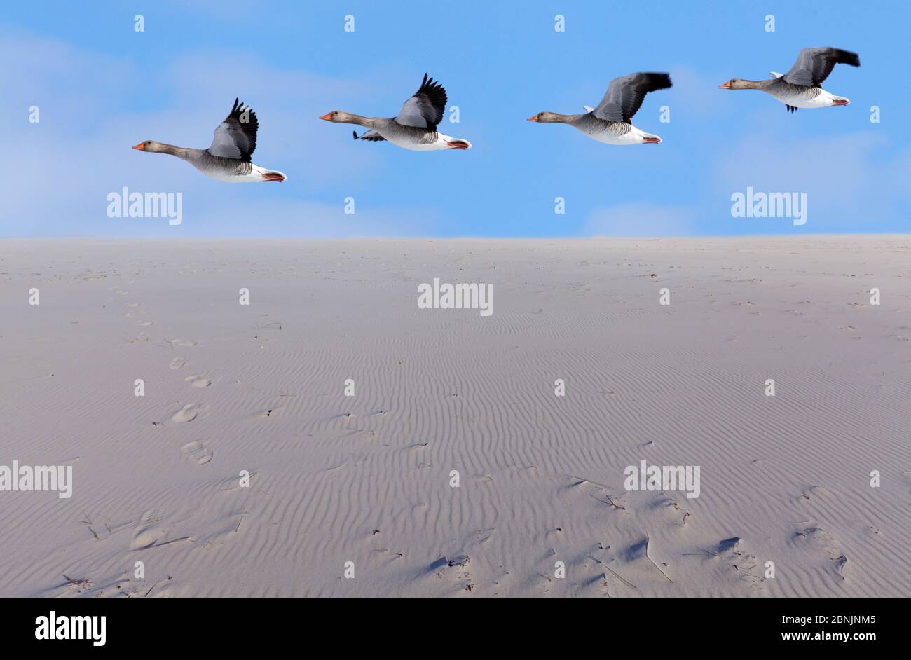 Canada goose web track hotsell