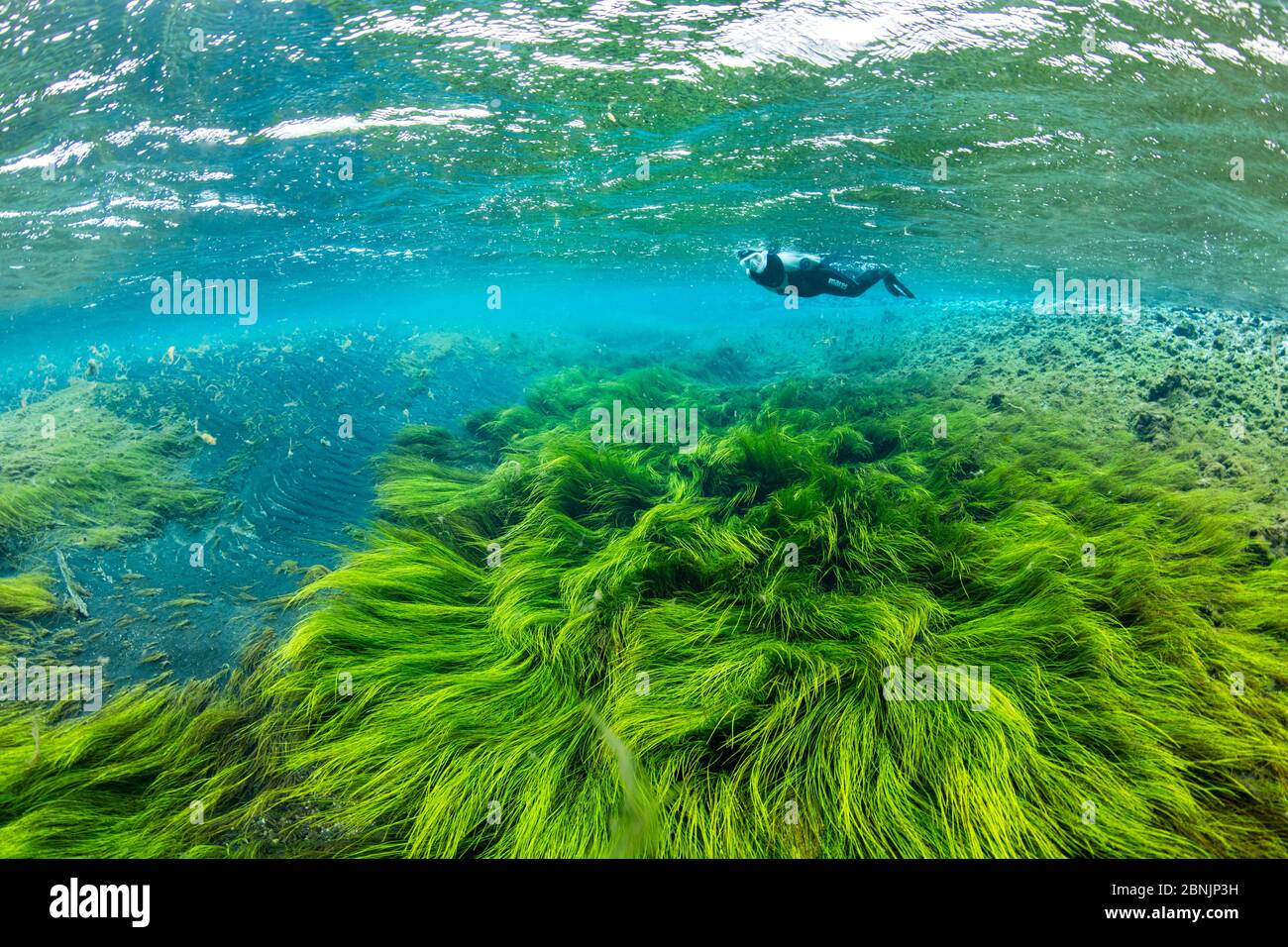 Free diver swimming over a field of green algae moving in the current of Litlaa 'Little River', northern Iceland Stock Photo