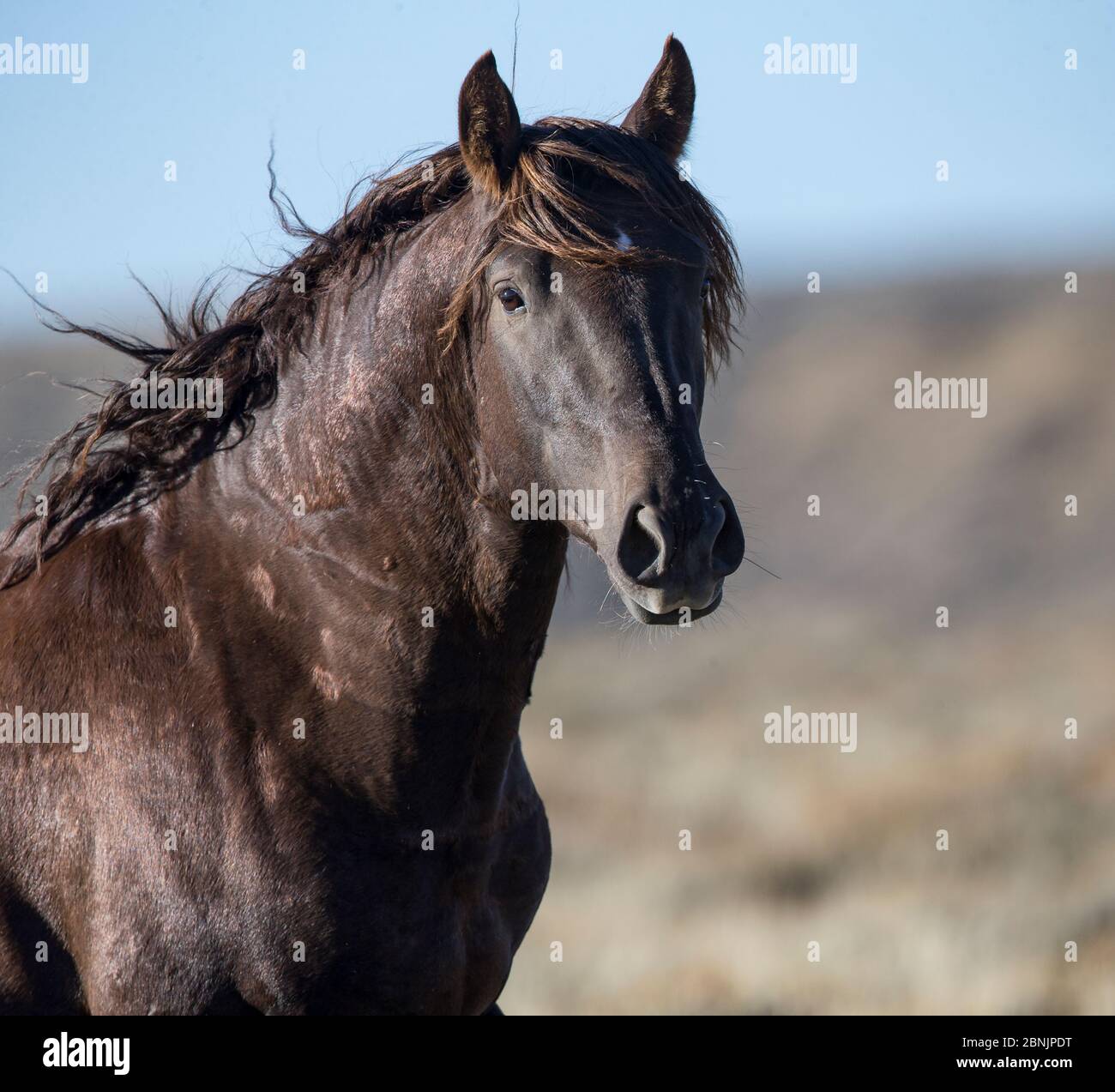 Liver chestnut colour hires stock photography and images Alamy