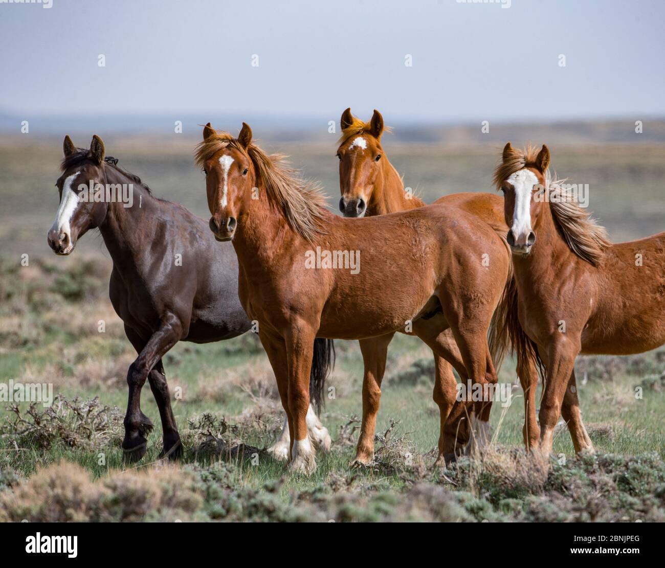 Wild mustang family of mares and youngsters in Salt Wells Creek Herd ...