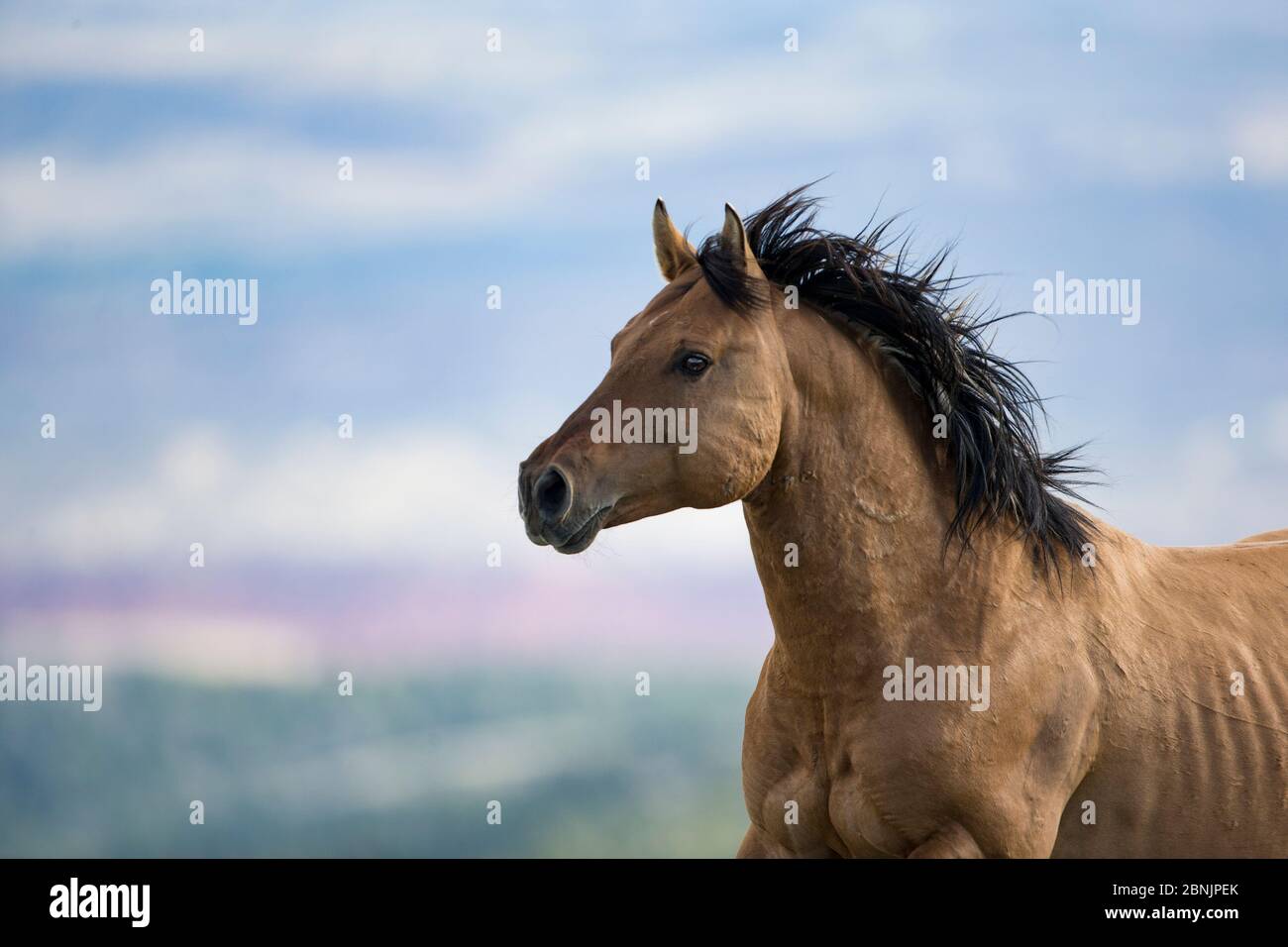 Wild Mustang horse running, Pryor Moountains, Montana, USA. June. Stock Photo