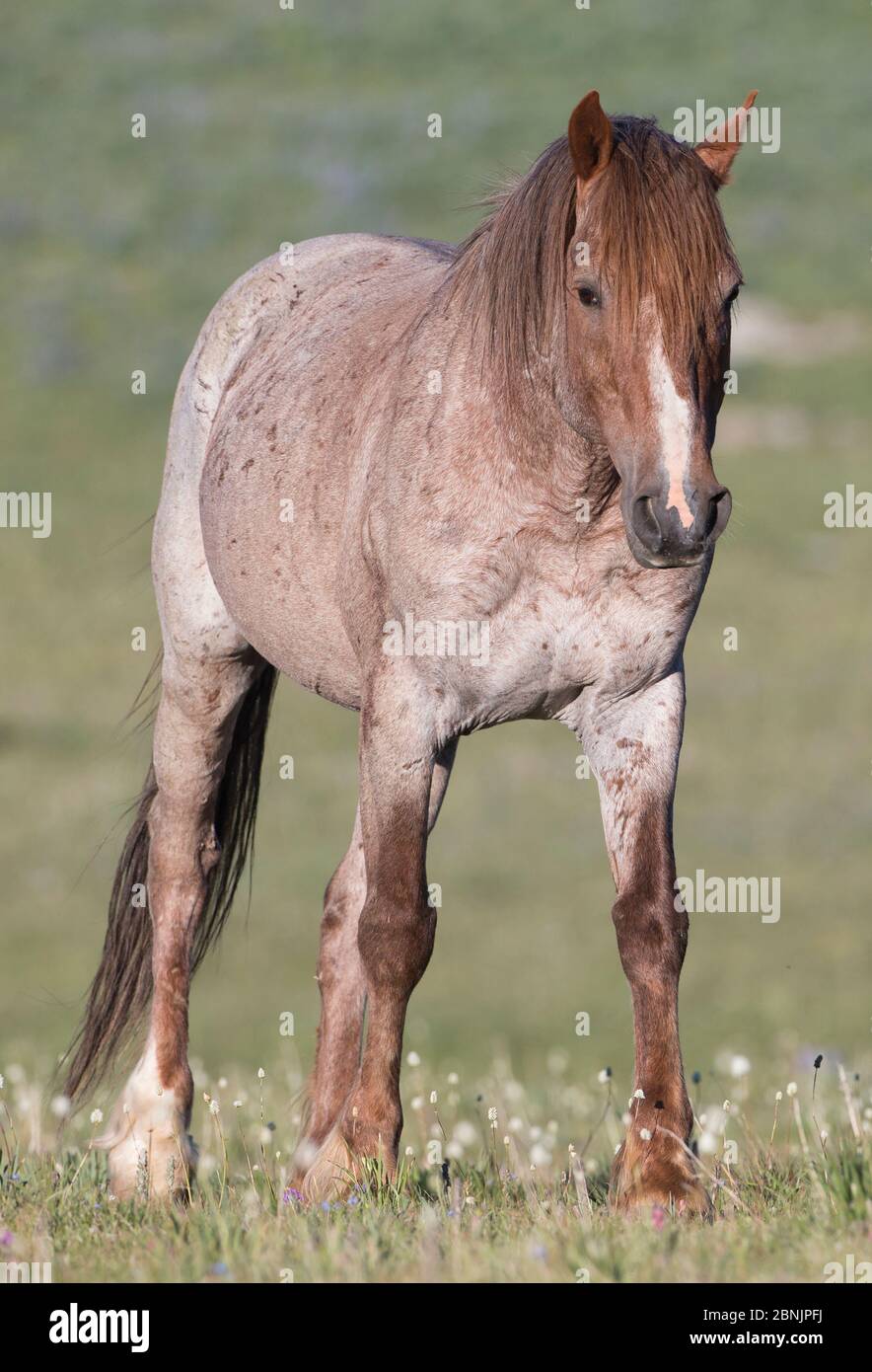 Wild red roan Mustang stallion in the Pryor Mountains, Montana, USA. June  Stock Photo - Alamy