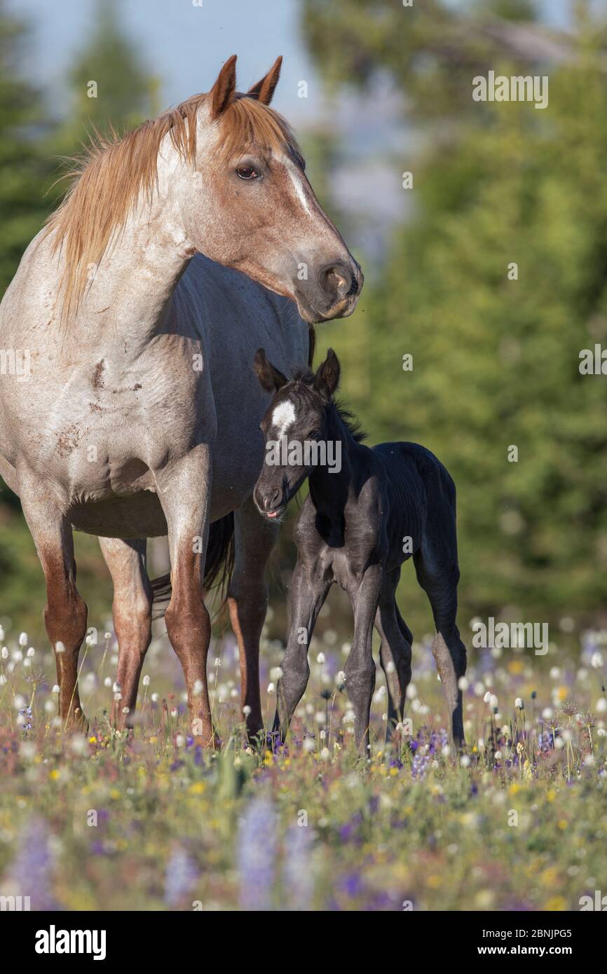Pale red roan mare mare and newborn black foal in wildflowers, Pryor Mountains, Montana, USA. June. Stock Photo
