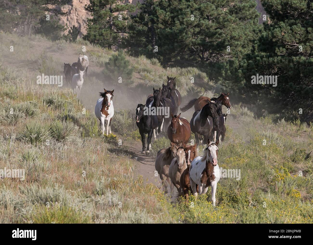 Wild Mustang horses running downhill at Black Hills Wild Horse