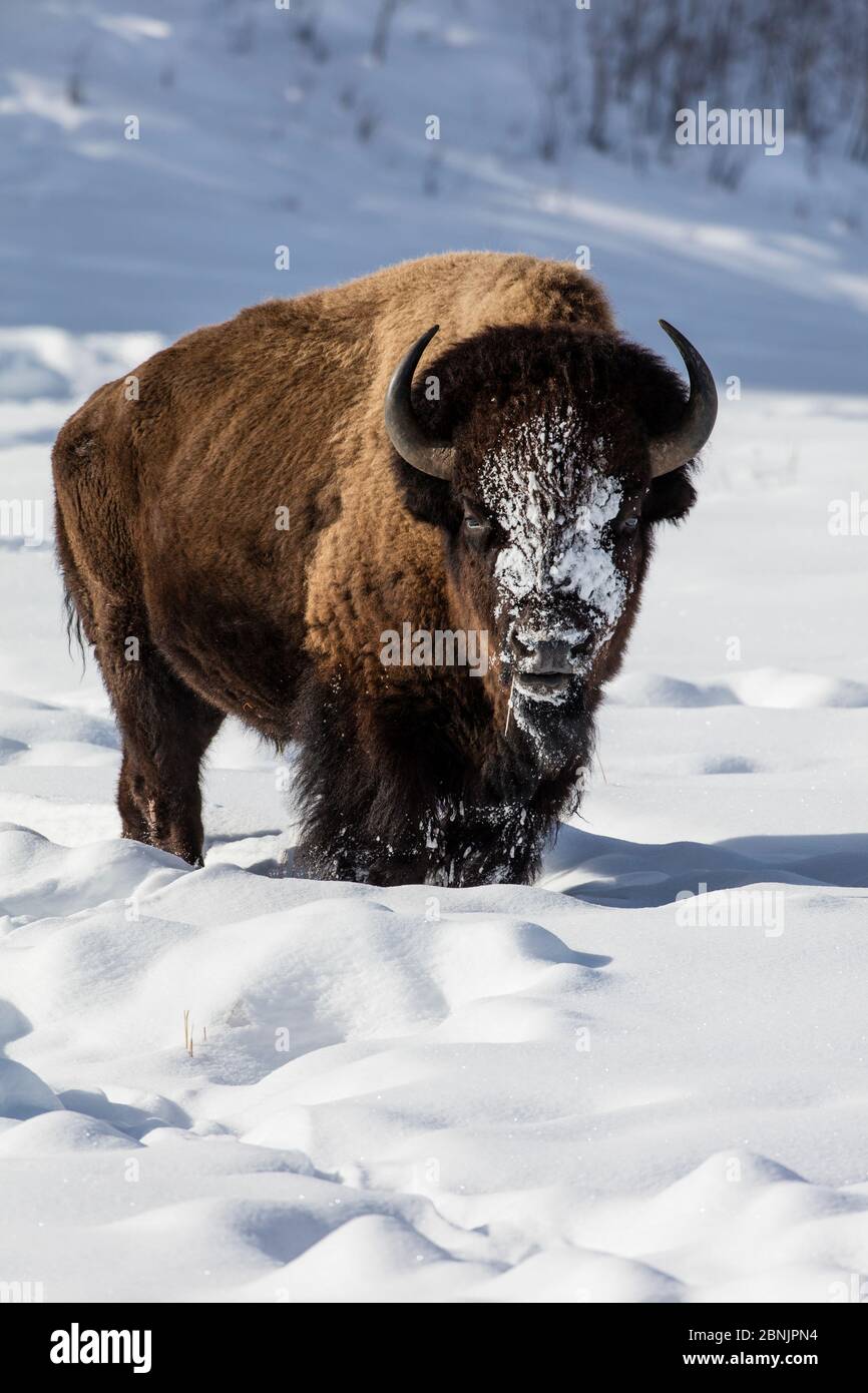 American bison (Bison bison) standing in winter snow, Yellowstone National Park, USA. January. Stock Photo