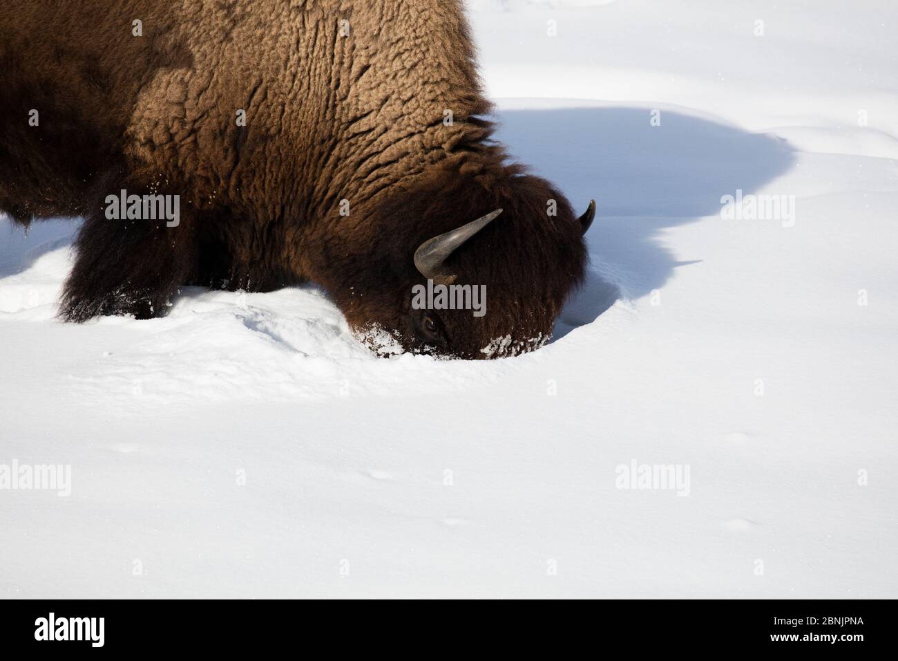 American bison (Bison bison) sticking head in winter snow, Yellowstone National Park, USA. January. Stock Photo