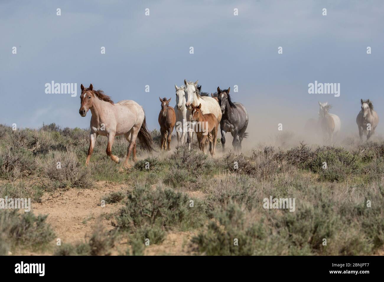 Wild family of Mustang horses running to waterhole led by a strawberry roan mare in Sand Wash Basin, Colorado, USA. Stock Photo