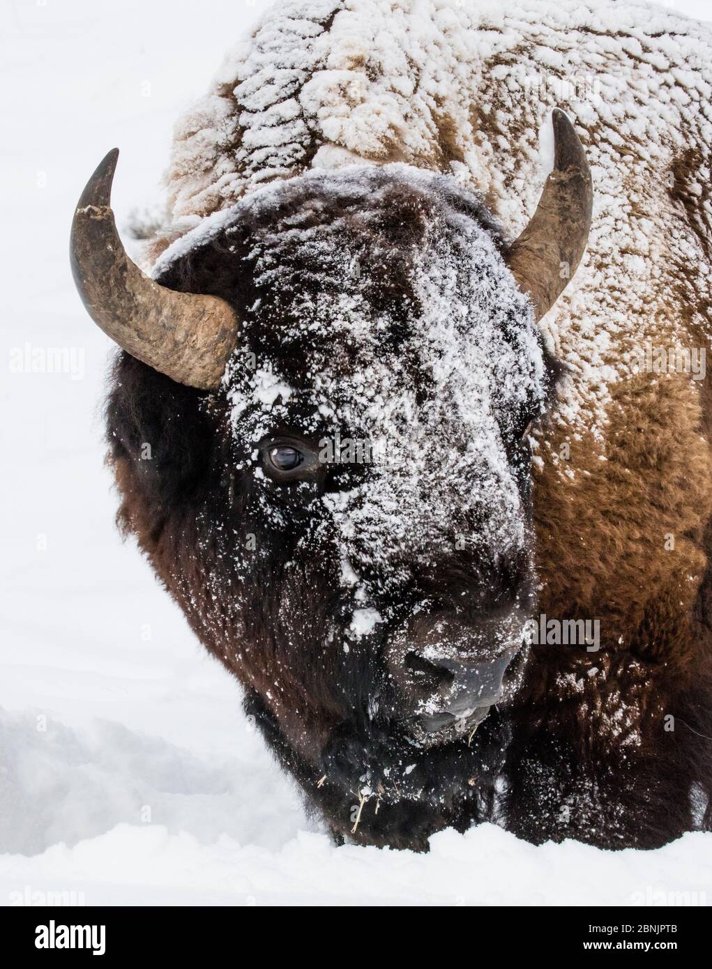 American Bison (Bison bison) turning head in snow, Yellowstone National Park, Montana, USA. January. Stock Photo