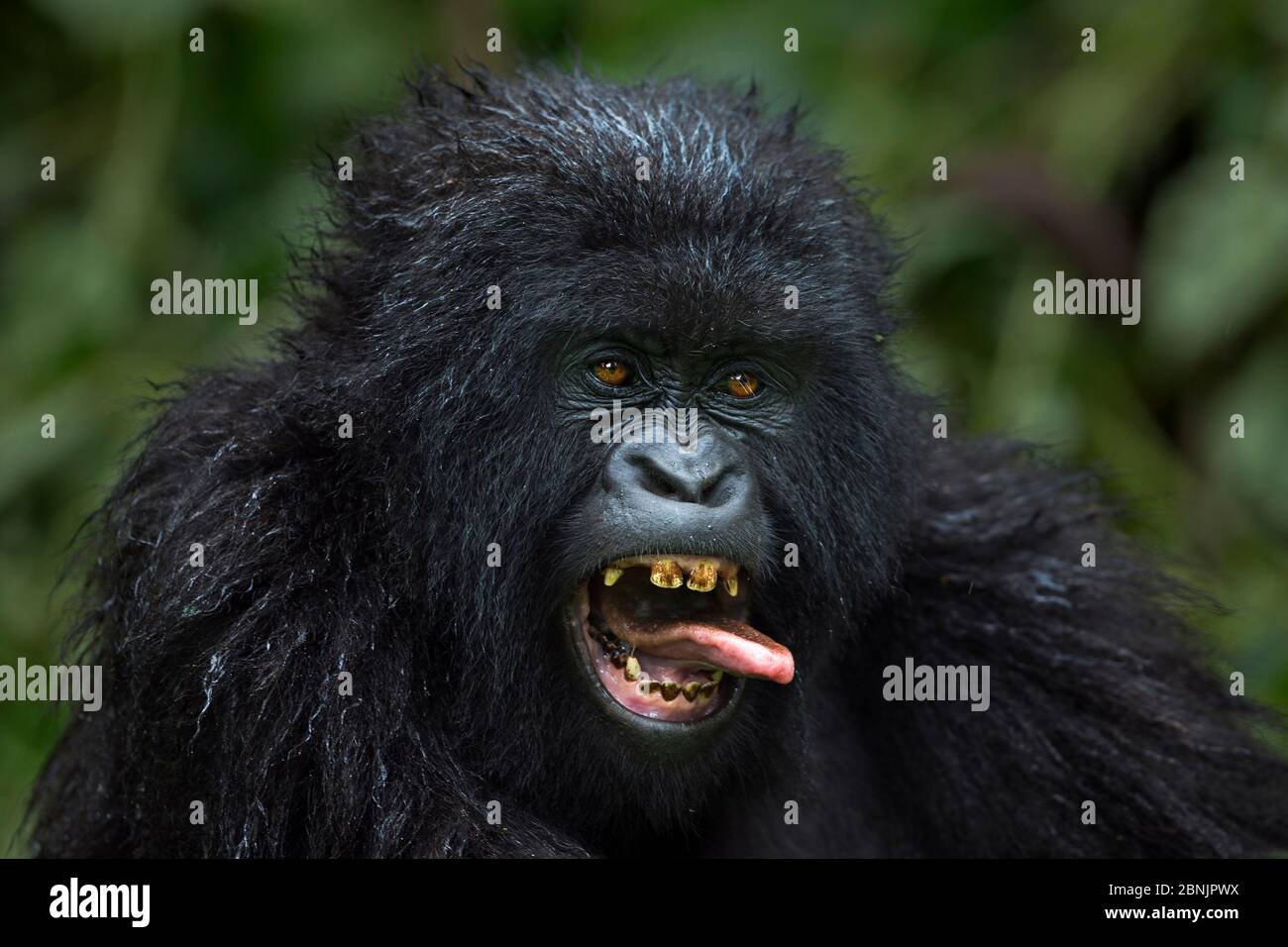 Mountain gorilla (Gorilla gorilla beringei) juvenile yawning and sticking out tongue, member of 'Humba' group. Virunga National Park, Democratic Repub Stock Photo