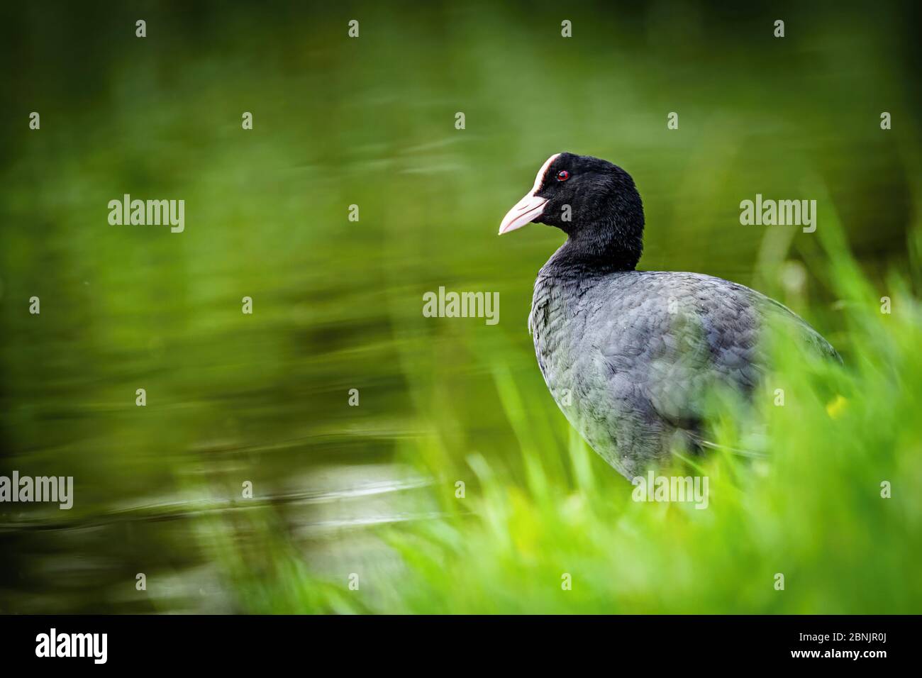 A wild bird, Eurasian coot, with black feathers, white beak and red eye standing on lake shore with fresh green grass. Dark green water. Stock Photo