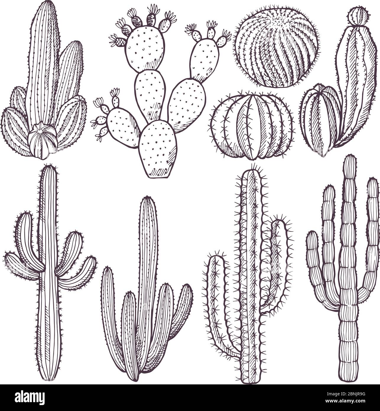 Illustrations of wild cactuses. Vector hand drawn pictures Stock Vector