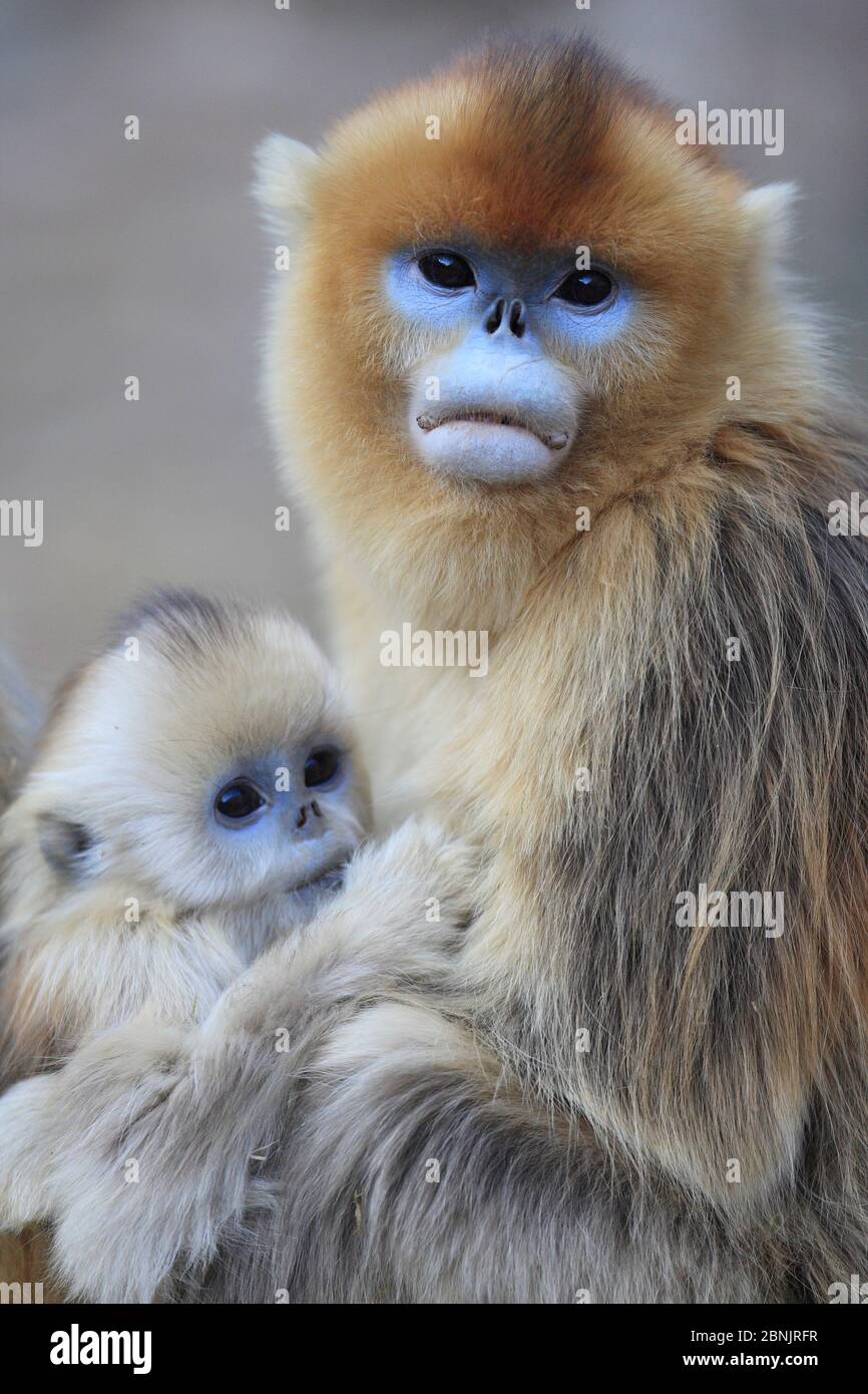 Golden monkey (Rhinopithecus roxellana) female with young suckling, Qinling Mountains, China. Stock Photo