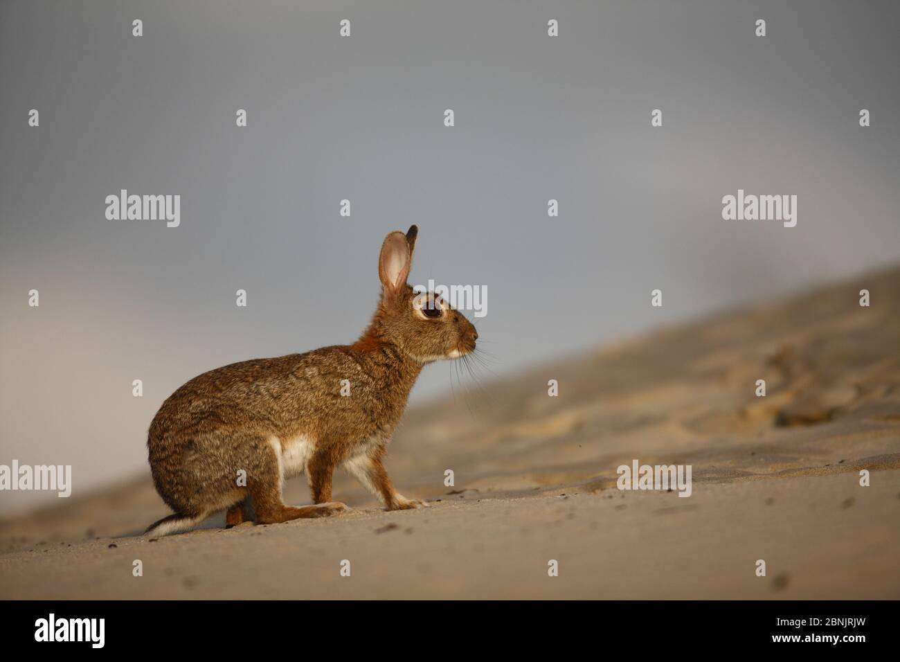Rabbit sand dune hi-res stock photography and images - Alamy